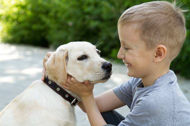 Dog Safety for Children and Babies Pawsitive Paws Dog